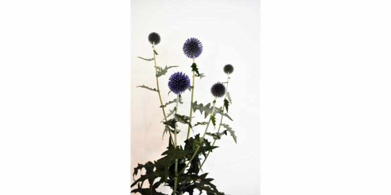 mygarden 3