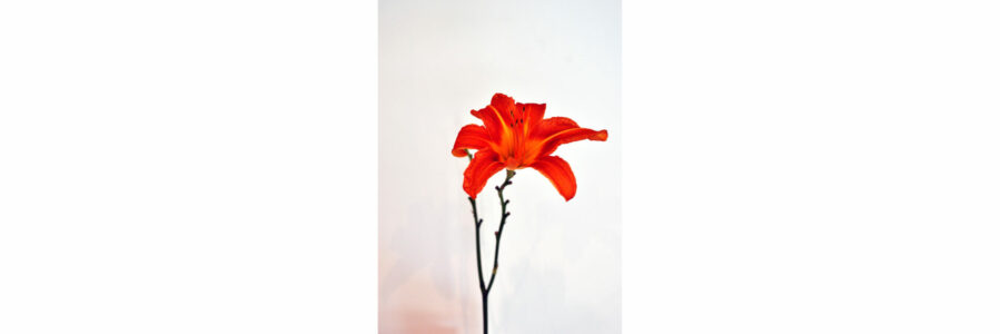 mygarden 4