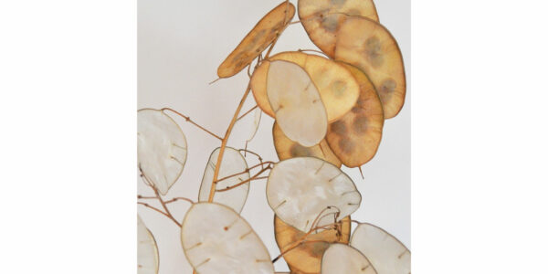 Silbertaler 2
