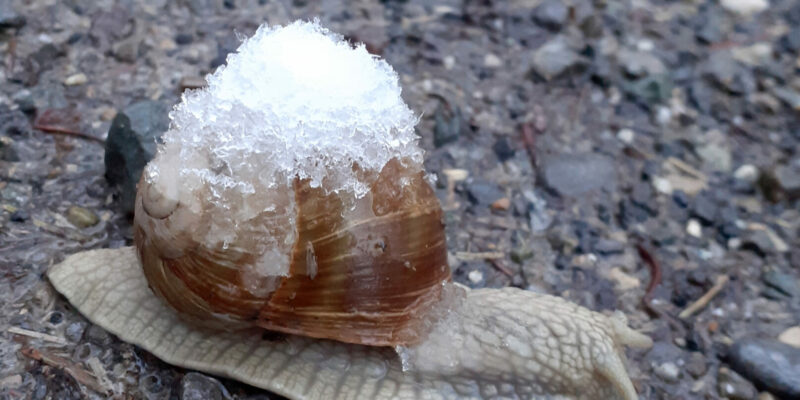 Waldhausprojekt im Corona-Winter